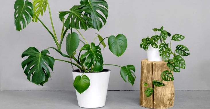 czy monstera jest trująca