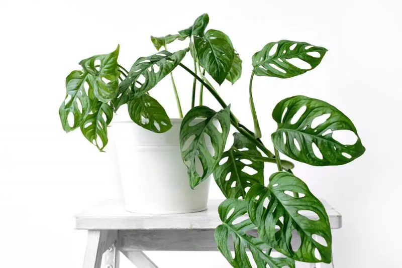 Czy popularna monstera jest trująca? monstera - trujące rośliny