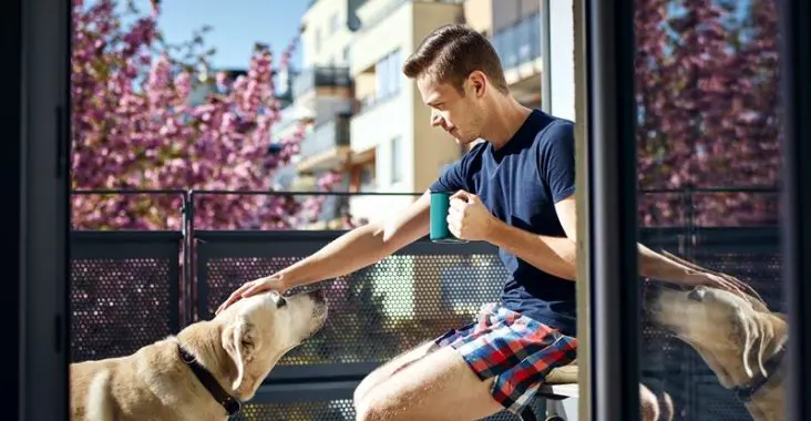 siatka na balkon dla psa