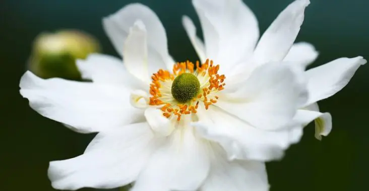 anemone, flower, white flower