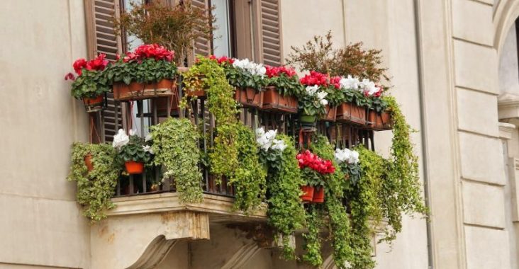 balcony, flower box, flower