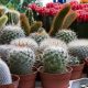 mini cactus, spike, plants
