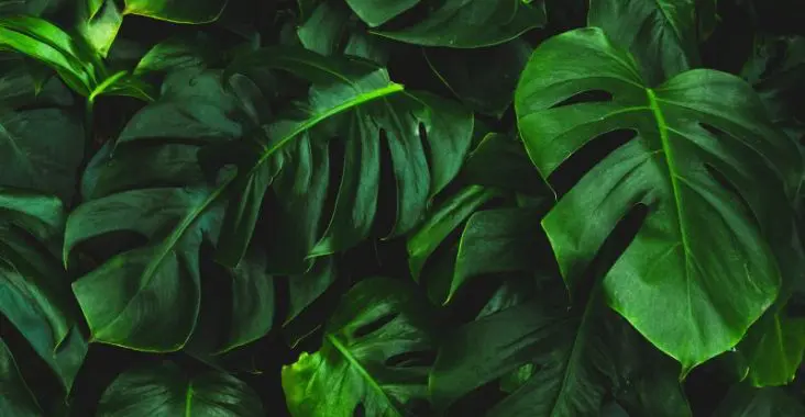 czy monstera jest trująca dla dzieci