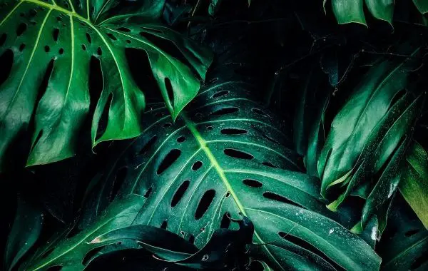 Close up photo of green leafed plant